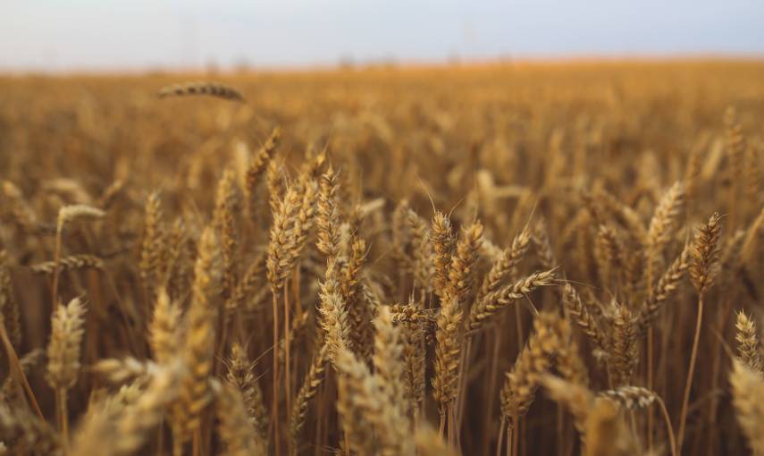 grani antichi quali sono | Panificio adriatico