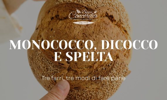 farro monococco dicocco spelta | Panificio Adriatico